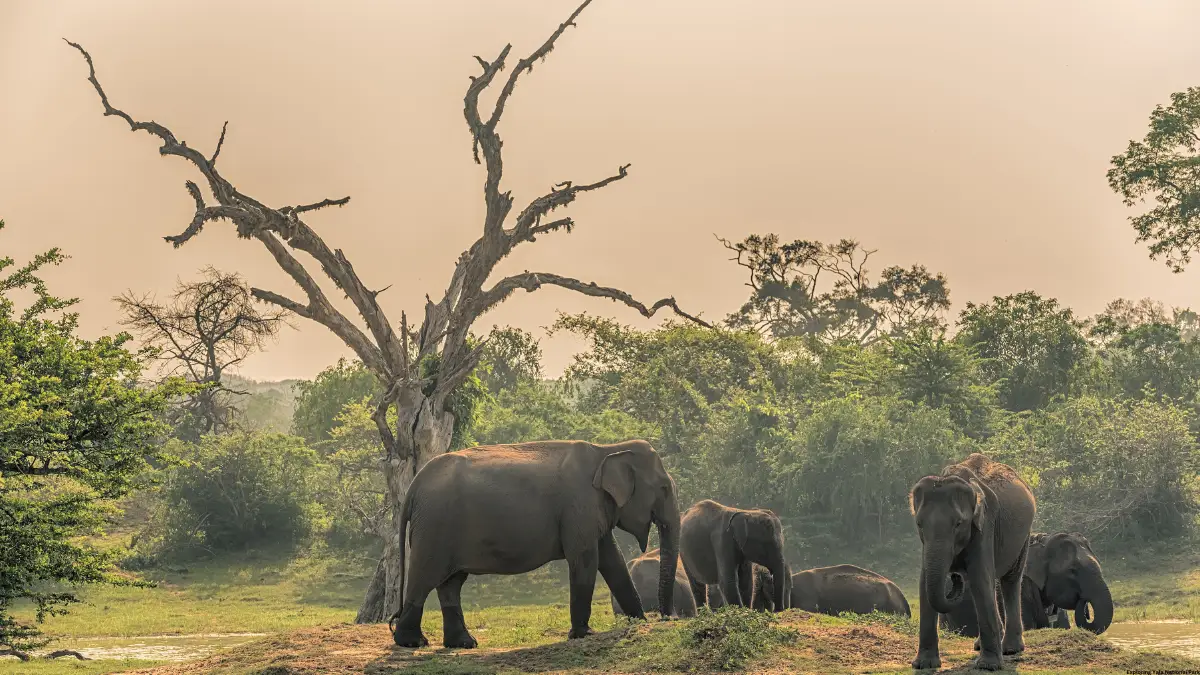 Exploring Yala National Park