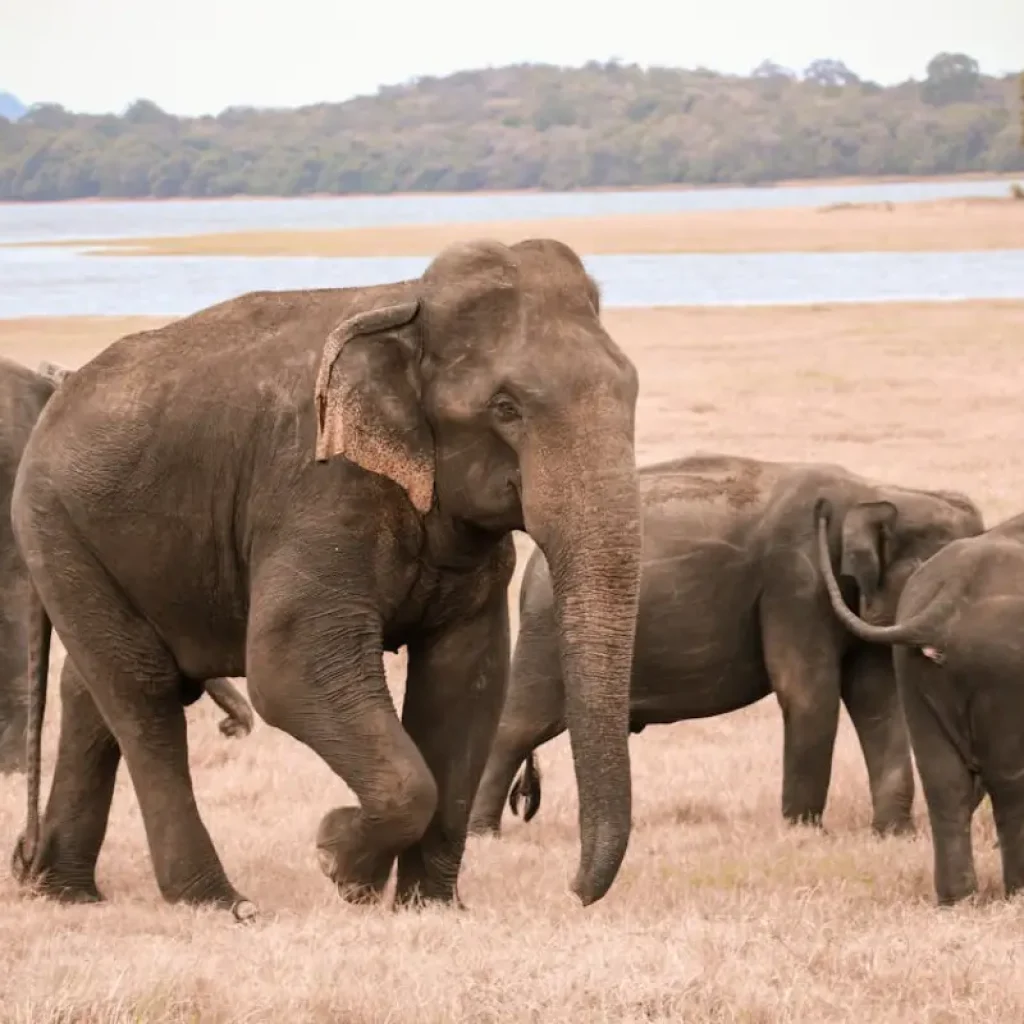 Exploring Yala National Park