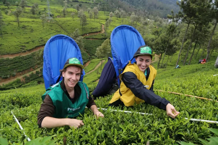 Best Time to Visit Nuwara Eliya Tea Plantation