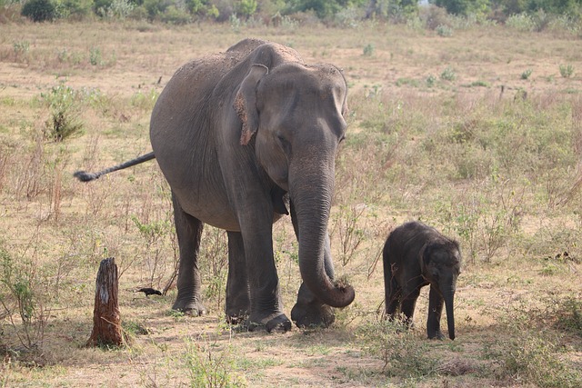 Exploring the Wonders of Kumana National Park