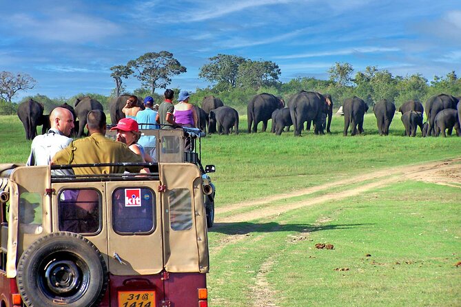 Exploring the Wildlife of Minneriya National Park