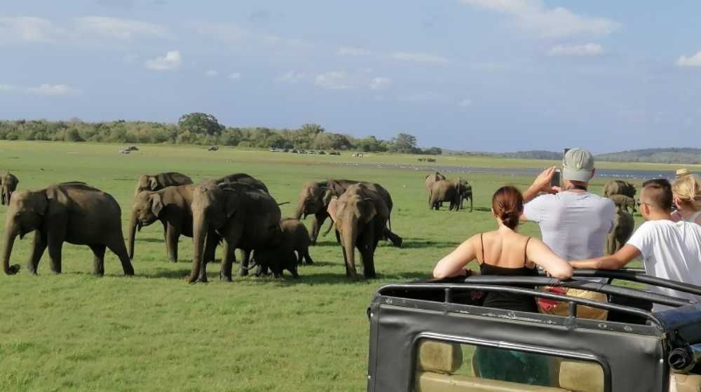 Exploring the Wildlife of Minneriya National Park