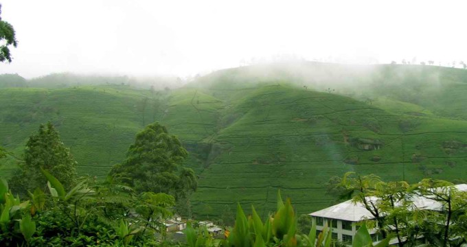 Best Time to Visit Nuwara Eliya Tea Plantation