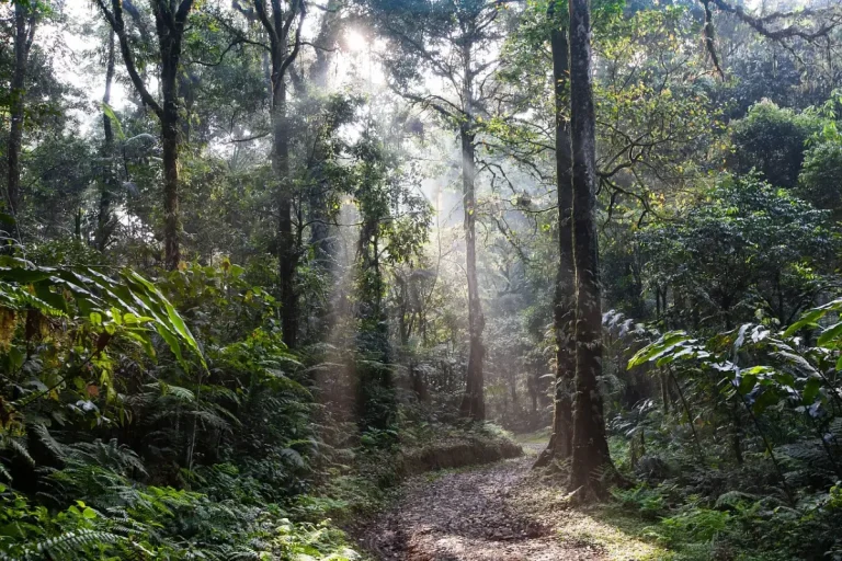 Exploring the Enchanting Wilderness of Sinharaja Rainforest