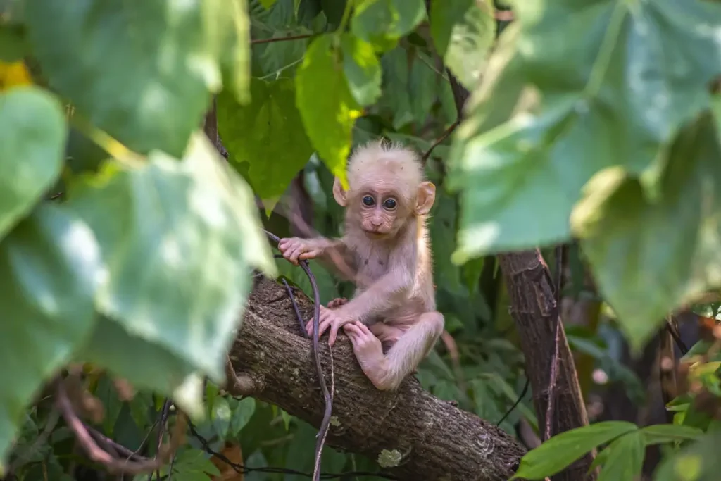 Exploring the Enchanting Wilderness of Sinharaja Rainforest