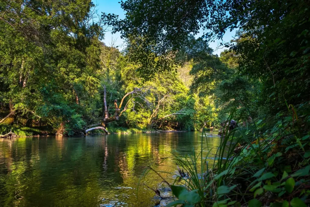 Exploring the Enchanting Wilderness of Sinharaja Rainforest