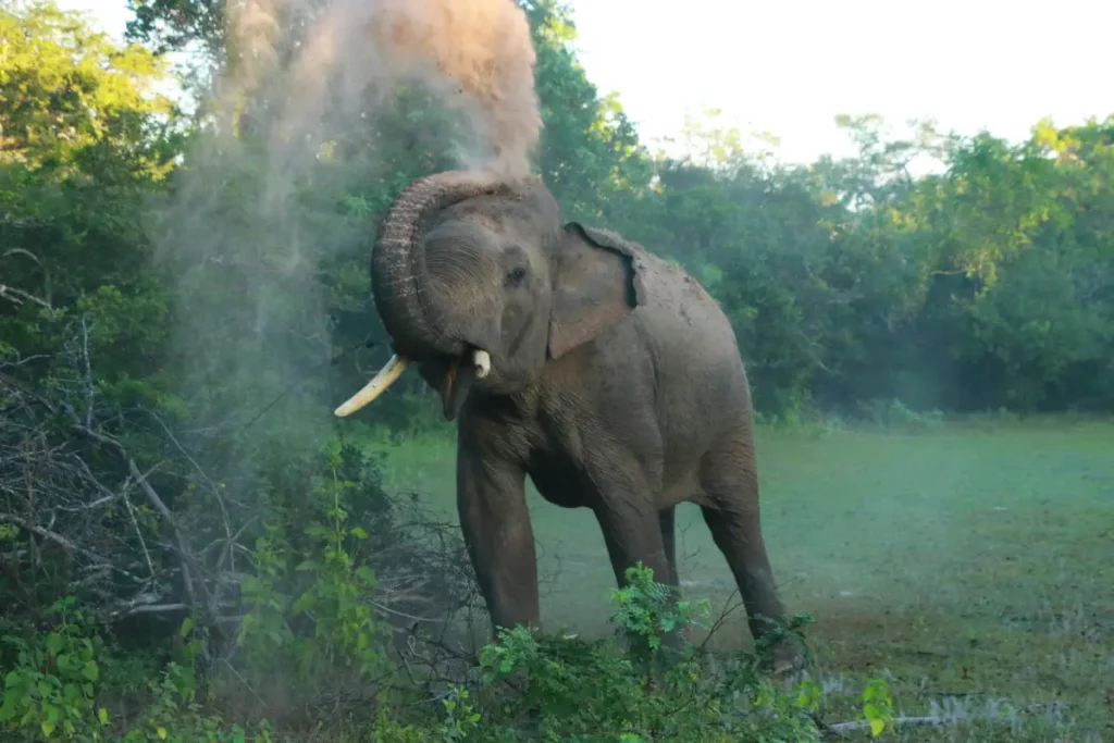 Exploring the Beauty of Wilpattu National Park