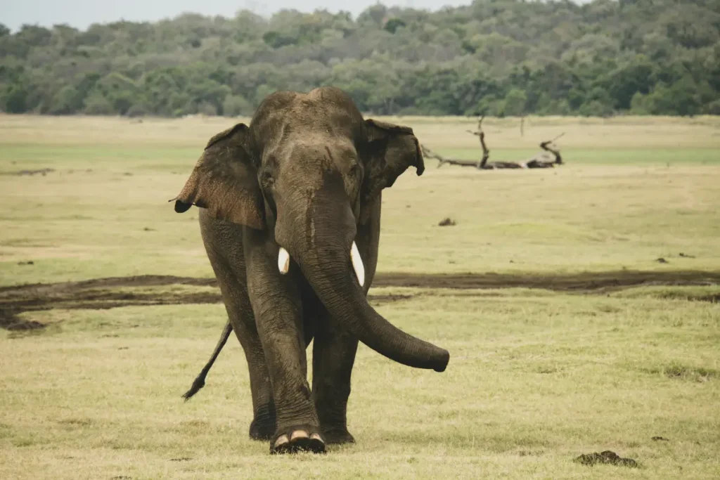 Exploring the Beauty of Wilpattu National Park