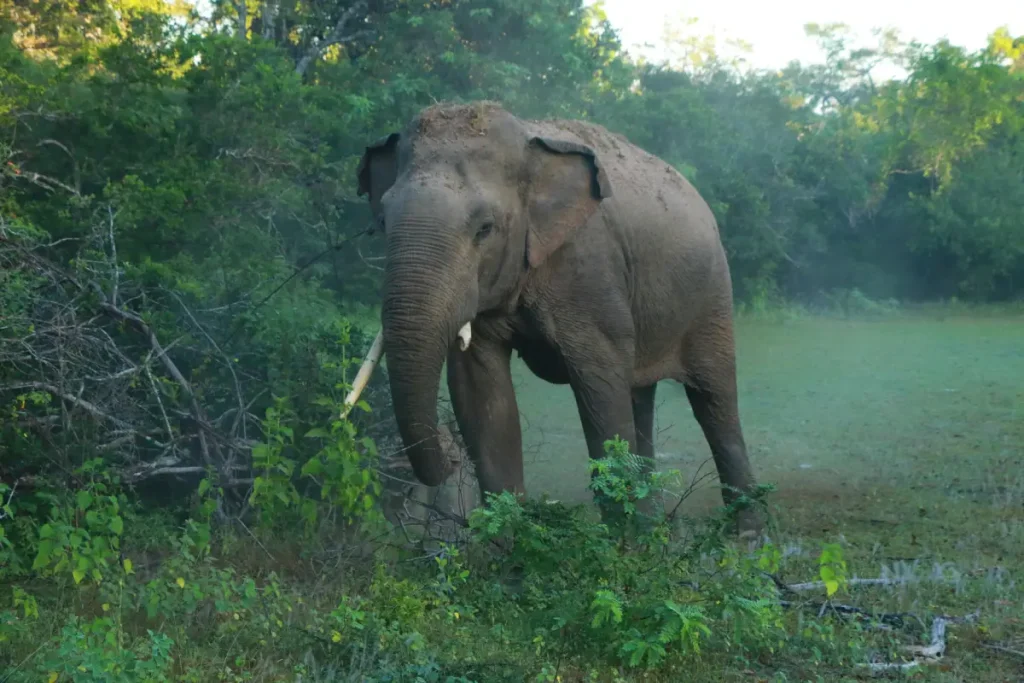 Exploring the Beauty of Wilpattu National Park