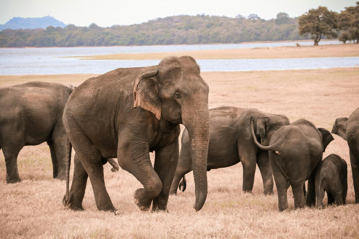 A Complete Guide to Yala National Park