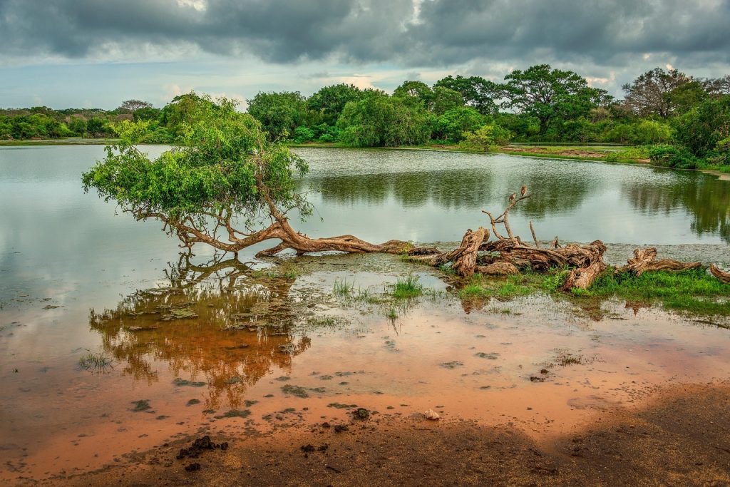 A Complete Guide to Yala National Park