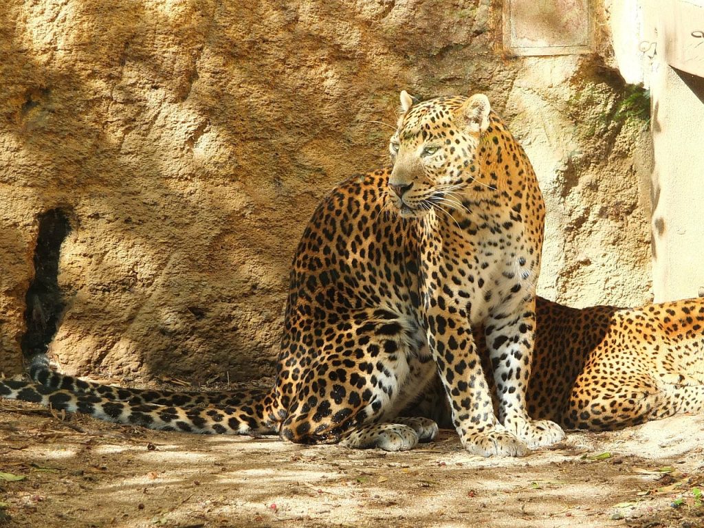 minneriya national park in sri lanka