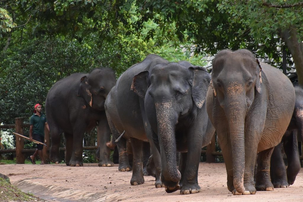 Pinnawala Elephant Orphanage Sri Lanka