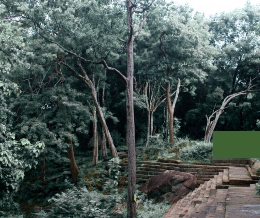 Ritigala That Guards Sri Lanka's Ancient Secrets