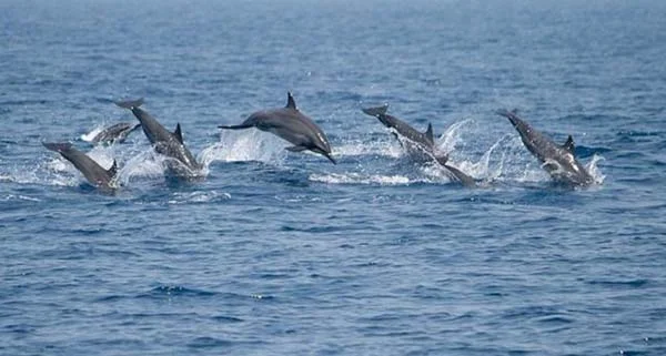 Kalpitiya Dolphin Watching