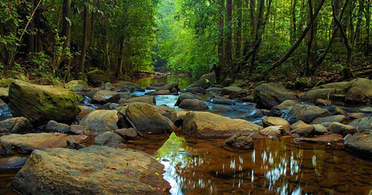 Kanneliya Rainforest Tour