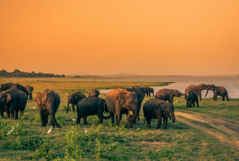Minneriya and Kaudulla Elephant Gathering