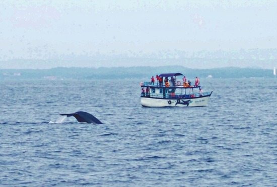 Mirissa Whale Watchin