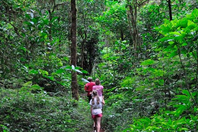 sinharaja rainforest trekking