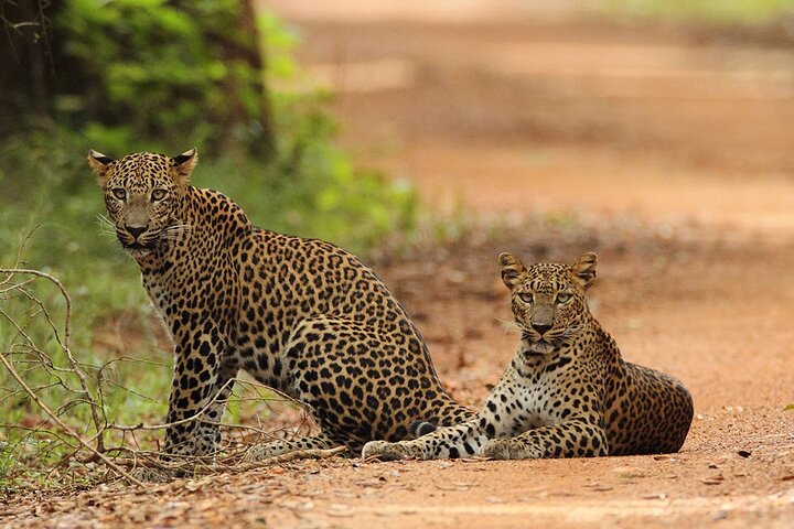 Wilpattu Leopard and Wildlife Safari