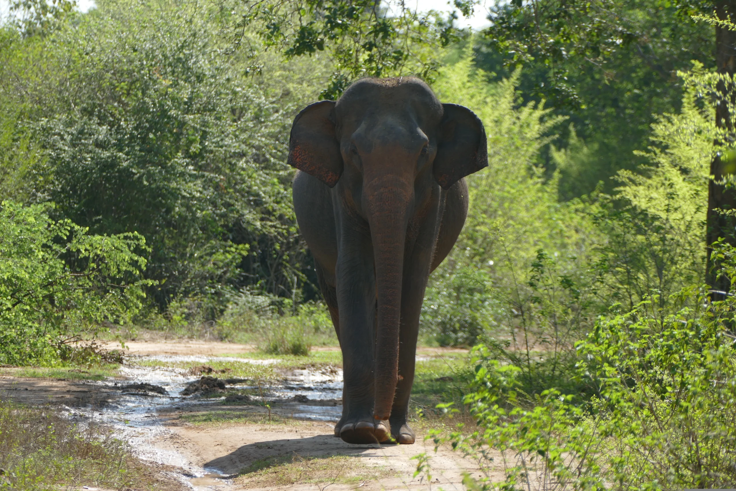 Where Can You See Wild Elephants in Sri Lanka?